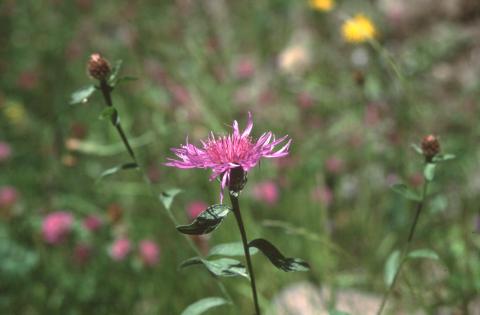 image Aciano de montaña (Centaurea montana)
