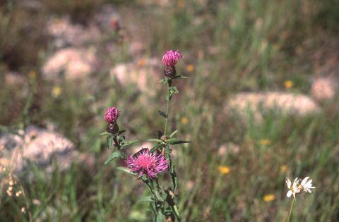 image Aciano de montaña (Centaurea montana)