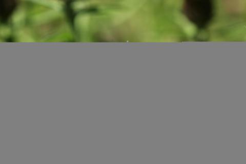 image Centaura negra (Centaurea nigra)