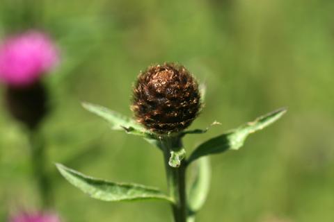 image Centaua negra (Centaurea nigra)