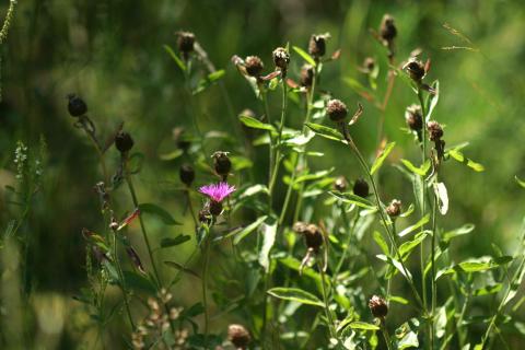 image Centaura negra (Centaurea nigra)