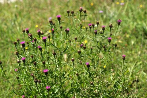 image Centaura negra (Centaurea nigra)