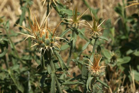 image Centaura adornada (Centaurea ornata)