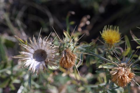 image Centaura adornada (Centaurea ornata)
