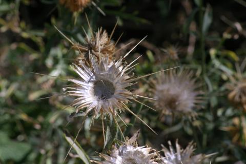 image Centaura adornada (Centaurea ornata)