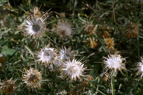 image Centaura adornada (Centaurea ornata)