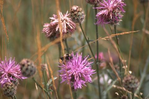 image Centaura (Centaurea scabiosa)
