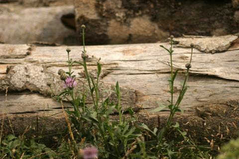 image Centaura (Centaurea scabiosa)