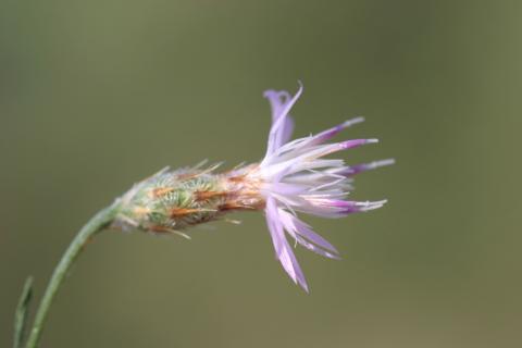 image Crupina vulgaris