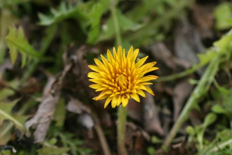 image Diente de león