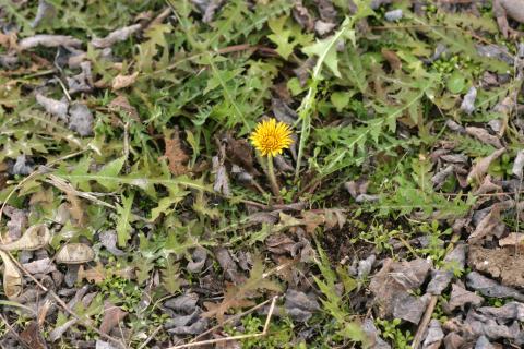 image Diente de león