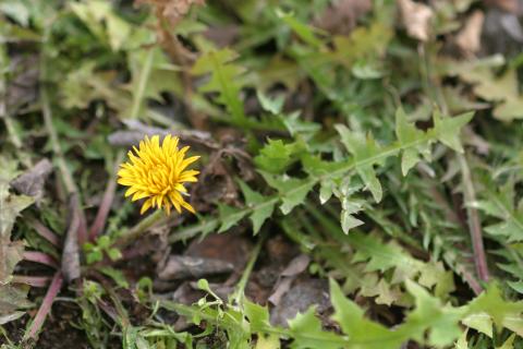 image Diente de león