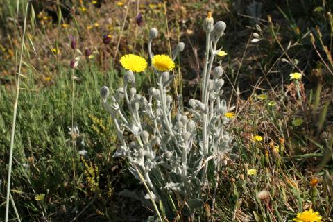 image Cerraja lanuda (Andryala integrifolia)