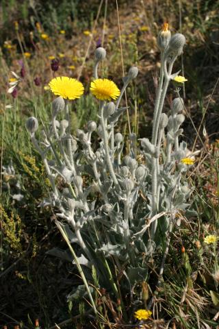 image Cerraja lanuda (Andryala integrifolia)