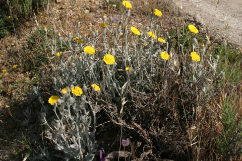 image Cerraja lanuda (Andryala integrifolia)