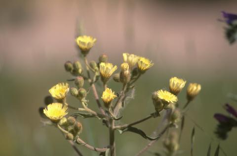 image Ajonjera (Andryala ragusina)