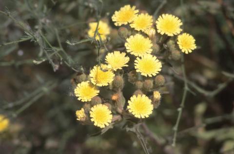 image Ajonjera (Andryala ragusina)