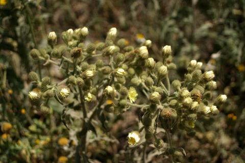 image Ajonjera (Andryala ragusina)