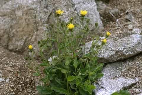 image Árnica (Arnica montana)