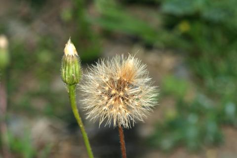 image Árnica (Arnica montana)
