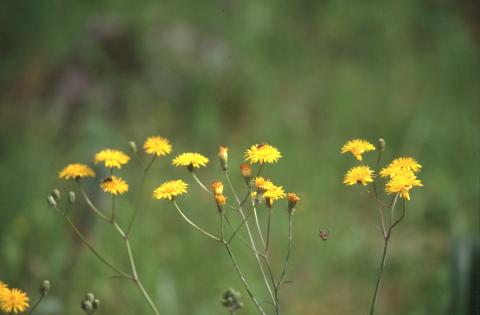 image Camaroja (Crepis vesicaria)
