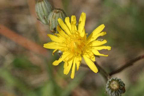 image Diente de león (Hieracium sp)