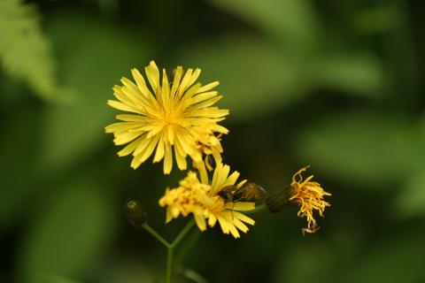 image Diente de león (Hieracium umbrosum)