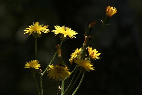 image Diente de león (Hieracium umbrosum)