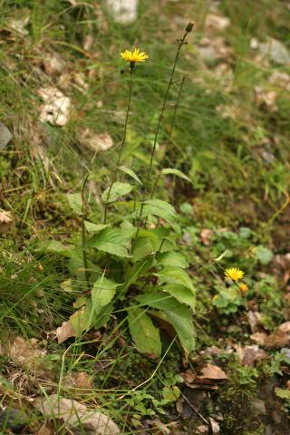 image Diente de león (Hieracium umbrosum)