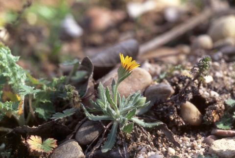 image Diente de león (Hypoceris sp)