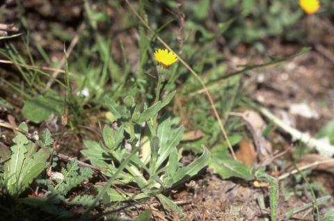 image Diente de león (Hypoceris sp)