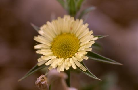 image Castañuela (Pallenis spinosa)