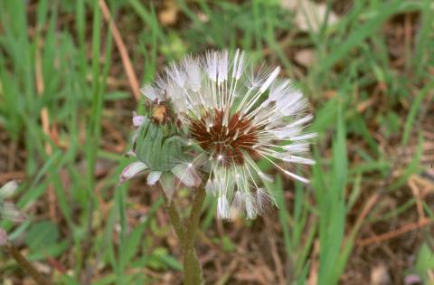 image Diente de león - Semillas y frutos