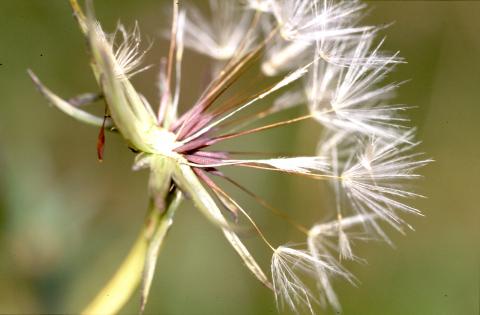 image Diente de león - Semillas y frutos