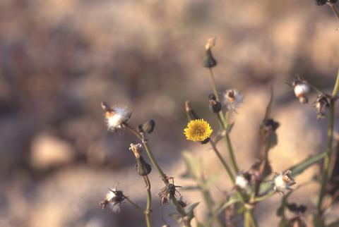 image Cerraja (Sonchus oleraceus)