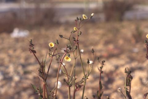 image Cerraja (Sonchus oleraceus)