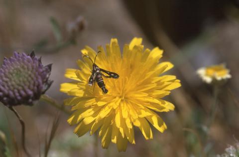 image Diente de león - Flor (Taraxacum officinalis)