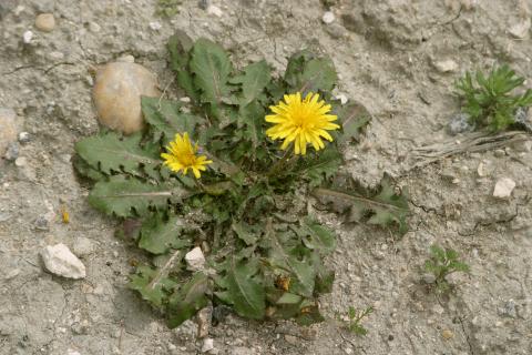 image Diente de león - Flor y planta (Taraxacum officinalis)