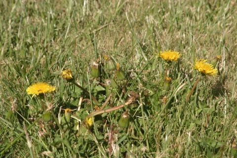 image Diente de león - Flor y planta (Taraxacum officinalis)