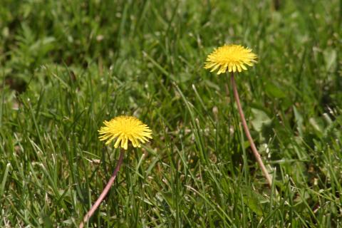 image Diente de león - Flor (Taraxacum officinalis)