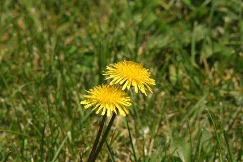 image Diente de león - Flor (Taraxacum officinalis)