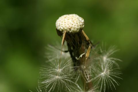 image Diente de león - Fruto y semilla (Taraxacum officinalis)