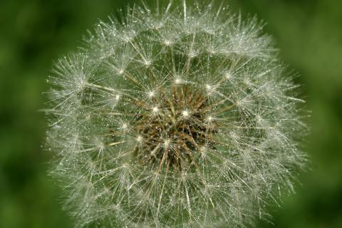 image Diente de león - Fruto y semilla (Taraxacum officinalis)