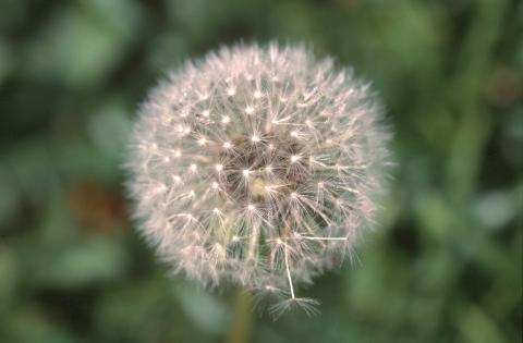 image Diente de león - Fruto y semilla (Taraxacum officinalis)