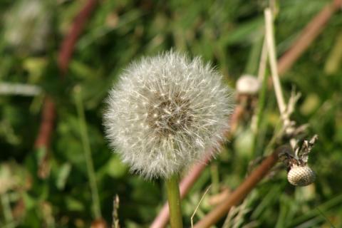 image Diente de león - Fruto y semilla (Taraxacum officinalis)