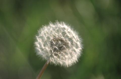 image Diente de león - Fruto y semilla (Taraxacum officinalis)