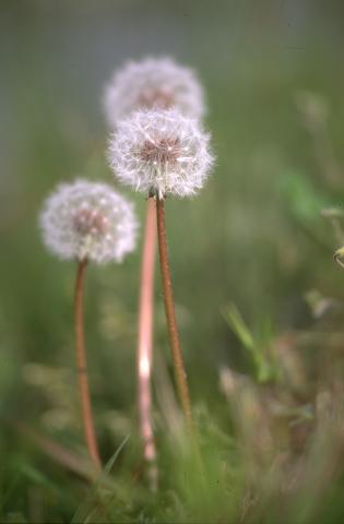 image Diente de león - Fruto y semilla (Taraxacum officinalis)
