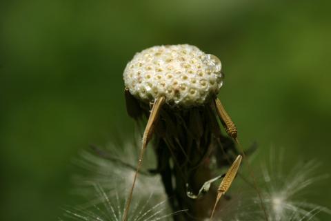 image Diente de león - Fruto y semilla (Taraxacum officinalis)