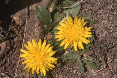 image Diente de león (Taraxacum sp)