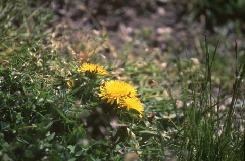 image Diente de león (Taraxacum sp)